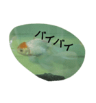 金魚の知らせ❤（個別スタンプ：5）