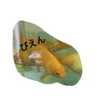 金魚の知らせ❤（個別スタンプ：7）