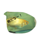 金魚の知らせ❤（個別スタンプ：8）