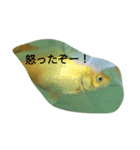 金魚の知らせ❤（個別スタンプ：10）