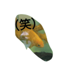 金魚の知らせ❤（個別スタンプ：11）