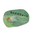 金魚の知らせ❤（個別スタンプ：13）