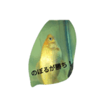 金魚の知らせ❤（個別スタンプ：14）