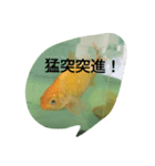 金魚の知らせ❤（個別スタンプ：15）