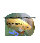 金魚の知らせ❤（個別スタンプ：16）