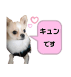 チワワのジャビとココ＋ダックスのコタロー（個別スタンプ：3）