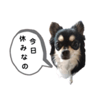 チワワのジャビとココ＋ダックスのコタロー（個別スタンプ：10）