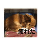 犬猫字のスタンプ（個別スタンプ：1）
