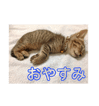 犬猫字のスタンプ（個別スタンプ：2）