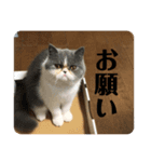 犬猫字のスタンプ（個別スタンプ：3）