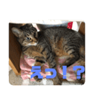 犬猫字のスタンプ（個別スタンプ：4）