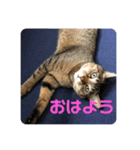 犬猫字のスタンプ（個別スタンプ：5）