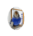 犬猫字のスタンプ（個別スタンプ：8）