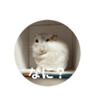 だいふく〜8（個別スタンプ：8）