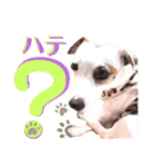 愛犬♡ハナコのスタンプ10☆（個別スタンプ：3）