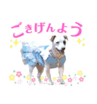 愛犬♡ハナコのスタンプ10☆（個別スタンプ：5）