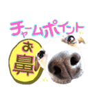 愛犬♡ハナコのスタンプ10☆（個別スタンプ：7）