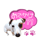愛犬♡ハナコのスタンプ10☆（個別スタンプ：11）