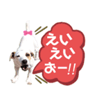 愛犬♡ハナコのスタンプ10☆（個別スタンプ：16）