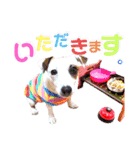 愛犬♡ハナコのスタンプ10☆（個別スタンプ：17）