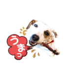 愛犬♡ハナコのスタンプ10☆（個別スタンプ：18）