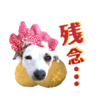 愛犬♡ハナコのスタンプ10☆（個別スタンプ：21）
