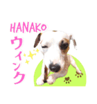 愛犬♡ハナコのスタンプ10☆（個別スタンプ：22）