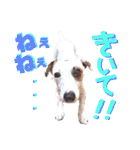 愛犬♡ハナコのスタンプ10☆（個別スタンプ：26）