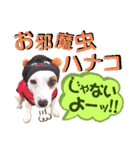 愛犬♡ハナコのスタンプ10☆（個別スタンプ：30）