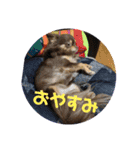 リンとモコと上野坊主のスタンプ（個別スタンプ：4）