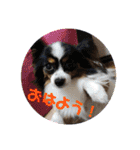 リンとモコと上野坊主のスタンプ（個別スタンプ：11）