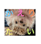 今日のはるちゃん❤︎（個別スタンプ：5）