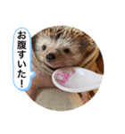 今日のはるちゃん❤︎（個別スタンプ：24）