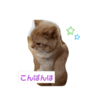 ZIZIくん＆FRIEND’s（個別スタンプ：3）
