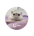 だいふく〜9  キャベツ編（個別スタンプ：1）