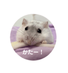だいふく〜9  キャベツ編（個別スタンプ：2）