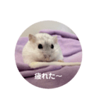 だいふく〜9  キャベツ編（個別スタンプ：3）