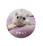 だいふく〜9  キャベツ編（個別スタンプ：4）