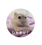 だいふく〜9  キャベツ編（個別スタンプ：5）