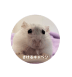 だいふく〜9  キャベツ編（個別スタンプ：6）