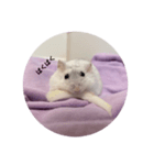 だいふく〜9  キャベツ編（個別スタンプ：7）