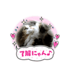 モフモフメイスタンプ（個別スタンプ：4）