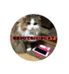 モフモフメイスタンプ（個別スタンプ：6）