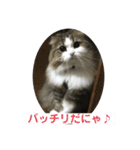 モフモフメイスタンプ（個別スタンプ：7）