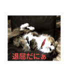 モフモフメイスタンプ（個別スタンプ：9）