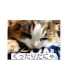 モフモフメイスタンプ（個別スタンプ：10）