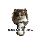 モフモフメイスタンプ（個別スタンプ：12）
