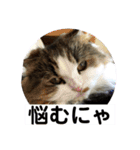 モフモフメイスタンプ（個別スタンプ：16）