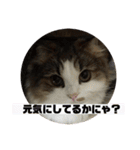 モフモフメイスタンプ（個別スタンプ：20）