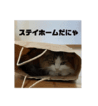 モフモフメイスタンプ（個別スタンプ：24）